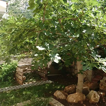 Kapo دراسنيتش